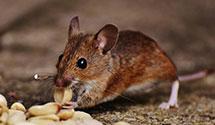 24-hour-pest-control Experts in Cluster Springs